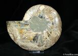 Inch Wide Halved Ammonite From Madagascar #772-1